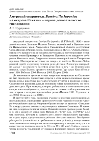 Амурский свиристель Bombycilla japonica на острове Сахалин - первое доказательство гнездования