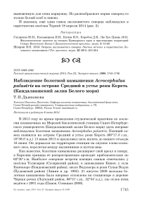 Наблюдение болотной камышевки Acrocephalus palustris на острове Средний в устье реки Кереть (Кандалакшский залив Белого моря)