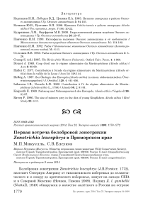 Первая встреча белобровой зонотрихии Zonotrichia leucophrys в Приморском крае