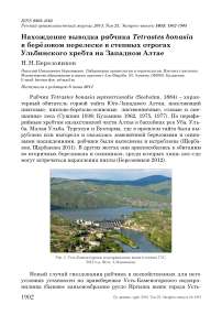 Нахождение выводка рябчика Tetrastes bonasia в берёзовом перелеске в степных отрогах Ульбинского хребта на Западном Алтае