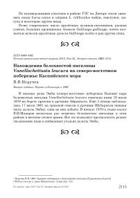 Нахождения белохвостой пигалицы Vanellochettusia leucura на северо-восточном побережье Каспийского моря