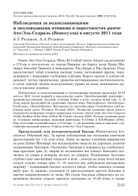 Наблюдения за водоплавающими и околоводными птицами в окрестностях ранчо Ато-Эль-Седраль (Венесуэла) в августе 2011 года