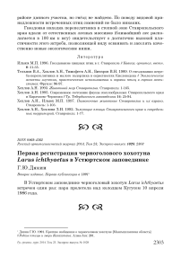 Первая регистрация черноголового хохотуна Larus ichthyaetus в Устюртском заповеднике