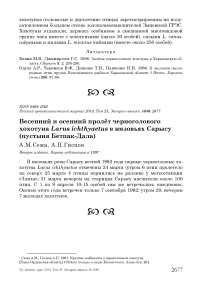 Весенний и осенний пролёт черноголового хохотуна Larus ichthyaetus в низовьях Сарысу (пустыня Бетпак-Дала)