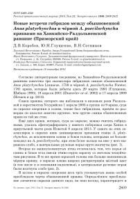 Новые встречи гибридов между обыкновенной Anas platyrhynchos и чёрной A. poecilorhyncha кряквами на Ханкайско-Раздольненской равнине (Приморский край)