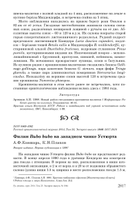 Филин Bubo bubo на западном чинке Устюрта