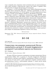 Совместное гнездование камчатской Sterna camtschatica, речной S. hirundo longipennis и полярной S. paradisaea крачек на Камчатке