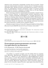 Регистрация рыжепоясничной ласточки Cecropis daurica на Камчатке