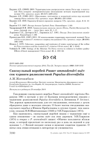 Саксаульный воробей Passer ammodendri пьёт сок туранги разнолистной Populus diversifolia