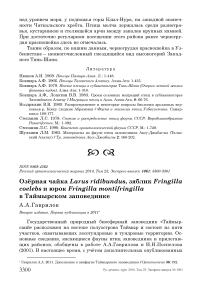 Озёрная чайка Larus ridibundus, зяблик Fringilla coelebs и юрок Fringilla montifringilla в Таймырском заповеднике