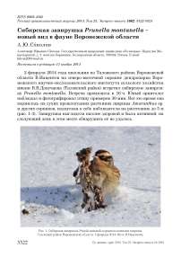 Сибирская завирушка Prunella montanella - новый вид в фауне Воронежской области