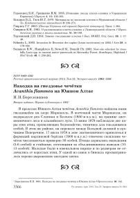 Находка на гнездовье чечётки Acanthis flammea на Южном Алтае