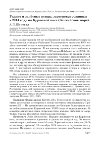 Редкие и залётные птицы, зарегистрированные в 2014 году на Куршской косе (Балтийское море)