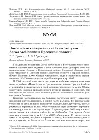 Новое место гнездования чайки-хохотуньи Larus cachinnans в Брестской области