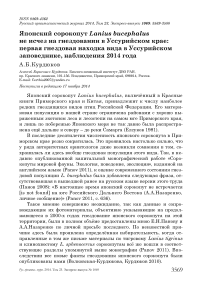 Японский сорокопут Lanius bucephalus не исчез на гнездовании в Уссурийском крае: первая гнездовая находка вида в Уссурийском заповеднике, наблюдения 2014 года