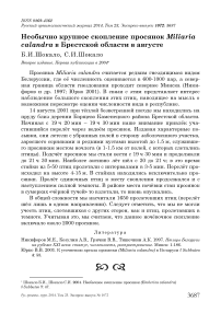 Необычно крупное скопление просянок Miliaria calandra в Брестской области в августе