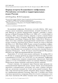 Первая встреча белошейного тайфунника Pterodroma cervicalis в территориальных водах России