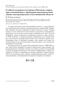 О гибели кудрявого пеликана Pelecanus crispus при столкновении с проводами высоковольтной линии электропередачи в Кустанайской области