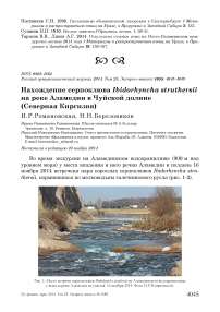 Нахождение серпоклюва Ibidorhyncha struthersii на реке Аламедин в Чуйской долине (Северная Киргизия)