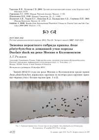 Зимовка вероятного гибрида кряквы Anas platyrhynchos и домашней утки породы Duclair duck на реке Москве в Коломенском