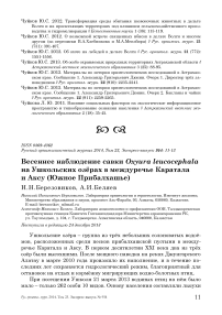 Весеннее наблюдение савки Oxyura leucocephala на Ушкольских озёрах в междуречье Каратала и Аксу (Южное Прибалхашье)