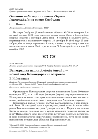 Белокрылая цапля Ardeola bacchus – новый вид Командорских островов