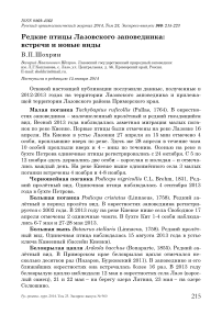 Редкие птицы Лазовского заповедника: встречи и новые виды