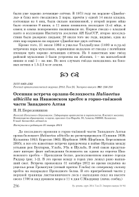 Осенняя встреча орлана-белохвоста Haliaeetus albicilla на Ивановском хребте в горно-таёжной части Западного Алтая