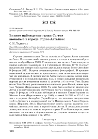 Зимнее наблюдение галки Corvus monedula в городе Горно-Алтайске