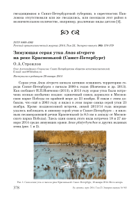 Зимующая серая утка Anas strepera на реке Красненькой (Санкт-Петербург)