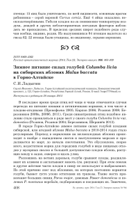 Зимнее питание сизых голубей Columba livia на сибирских яблонях Malus baccata в Горно-Алтайске