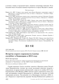 Встречи серого сорокопута Lanius excubitor в Башкирии в 2013 году