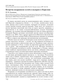 Встречи подранков гусей и казарок в Карелии