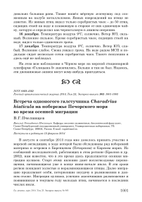 Встреча одноногого галстучника Charadrius hiaticula на побережье Печорского моря во время осенней миграции