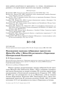 Нахождение выводка гибридных трясогузок Motacilla alba x Motacilla personata в Караганде (Центральный Казахстан)