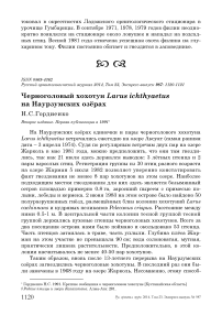 Черноголовый хохотун Larus ichthyaetus на Наурзумских озёрах