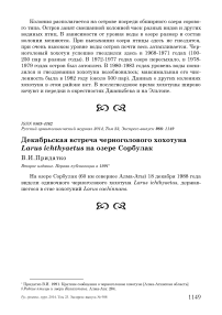 Декабрьская встреча черноголового хохотуна Larus ichthyaetus на озере Сорбулак