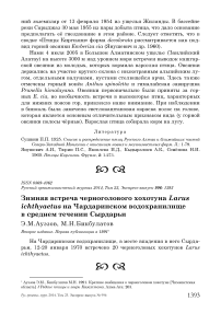 Зимняя встреча черноголового хохотуна Larus ichthyaetus на Чардаринском водохранилище в среднем течении Сырдарьи