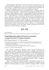 Чернобрюхий рябок Pterocles orientalis в окрестностях Семипалатинска