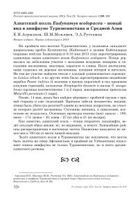 Азиатский коэль Eudynamys scolopacea - новый вид в авифауне Туркменистана и Средней Азии