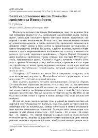 Залёт седоголового щегла Carduelis caniceps под Новосибирск