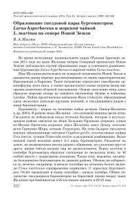 Образование гнездовой пары бургомистром Larus hyperboreus и морской чайкой L. marinus на севере Новой Земли