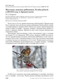 Массовая зимовка рябинника Turdus pilaris в 2014/15 году в Архангельске