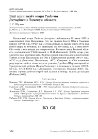 Ещё один залёт огаря Tadorna ferruginea в Томскую область