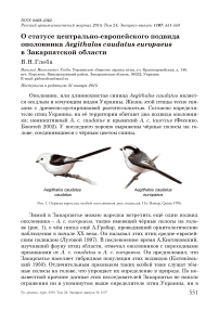 О статусе центрально-европейского подвида ополовника Aegithalos caudatus europaeus в Закарпатской области