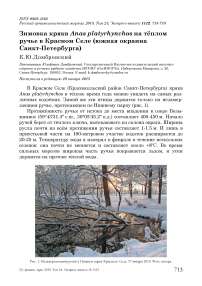 Зимовка крякв Anas platyrhynchos на тёплом ручье в Красном Селе (южная окраина Санкт-Петербурга)