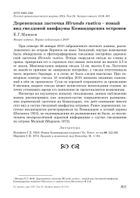 Деревенская ласточка Hirundo rustica - новый вид гнездовой авифауны Командорских островов