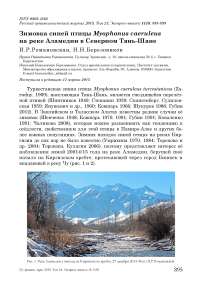 Зимовка синей птицы  Myophonus caeruleus на реке Аламедин в Северном Тянь-Шане