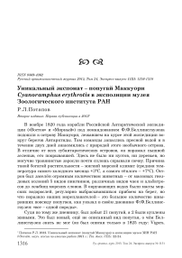 Уникальный экспонат - попугай Маккуори Cyanoramphus erythrotis в экспозиции музея Зоологического института РАН