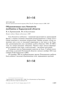 Обыкновенная гага Somateria mollissima в Харьковской области